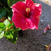 dolcevitapat - homme bisexuel de 50 ans