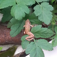 cro-mignon - homme bisexuel de 56 ans