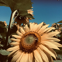 elyse - femme bisexuelle de 55 ans