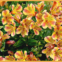 stephlec22 - homme bisexuel de 49 ans