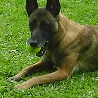 mike44300 - homme bisexuel de 37 ans