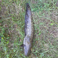 stefluc - homme bisexuel de 53 ans