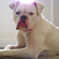 dan55 - homme bisexuel de 63 ans