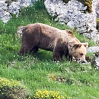 joueurdep13 - homme bisexuel de 66 ans