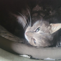 tantra35 - homme bisexuel de 46 ans