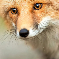 crital - lesbienne de 45 ans