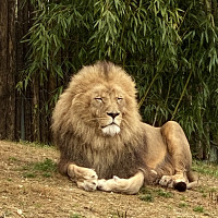 cayenne363 - homme bisexuel de 57 ans