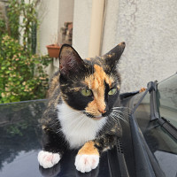 tony6022 - homme bisexuel de 54 ans