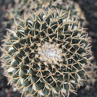 goupil44 - gay de 56 ans