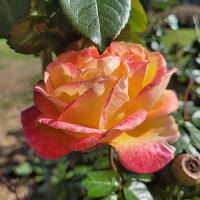 julien2.5 - gay de 20 ans