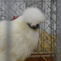 lophos - homme bisexuel de 41 ans