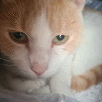 nounours59232 - homme bisexuel de 45 ans