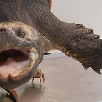 aleximicc - homme bisexuel de 20 ans