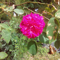 mylene2369 - lesbienne de 48 ans