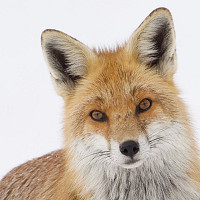 lapindesiles - homme bisexuel de 46 ans