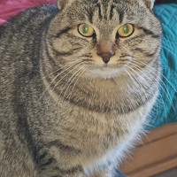 kdjo - homme bisexuel de 68 ans