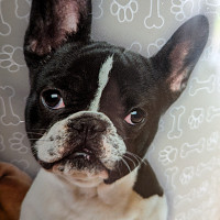 bidiscret16 - homme bisexuel de 52 ans