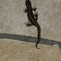 phiphi47 - homme bisexuel de 48 ans