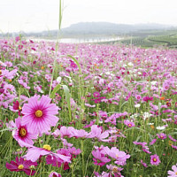 lise59 - homme bisexuel de 40 ans