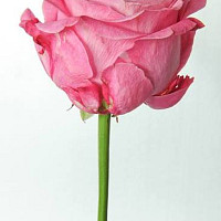 cupidon974 - homme bisexuel de 50 ans
