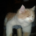 loulou2688