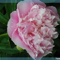 berj14 - homme bisexuel de 56 ans