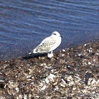 sunrising - lesbienne de 55 ans