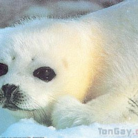 josh69 - homme bisexuel de 61 ans